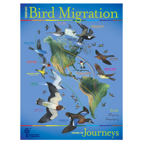 Exploring Bird Migration Map – Environment for the Americas
