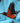 American Robin Bird Bamboo Crew Socks